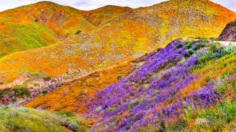 Conditions appear just right for a spring superbloom after a rainy winter, meaning colorful California hillsides and fields are coming.