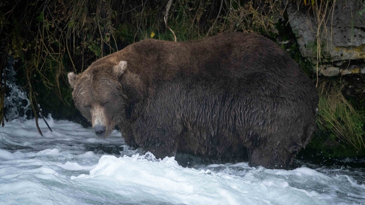 Bears at Katmai National Park are packing on pounds in hopes of being crowned the fattest and thus healthiest. It’s also close to hibernation season.