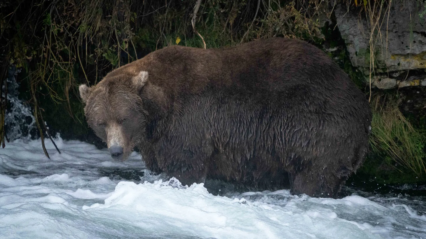 Alaska’s brown bears have been bulking up on sockeye salmon for months leading up to hibernation season.