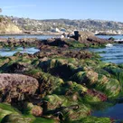 How CA got its unique coastline, what cool creatures live there
