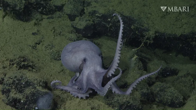 Some 80 miles off California’s central coast, thousands of pearl octopuses have gathered near an extinct underwater volcano, an ideal place for mating and nesting.