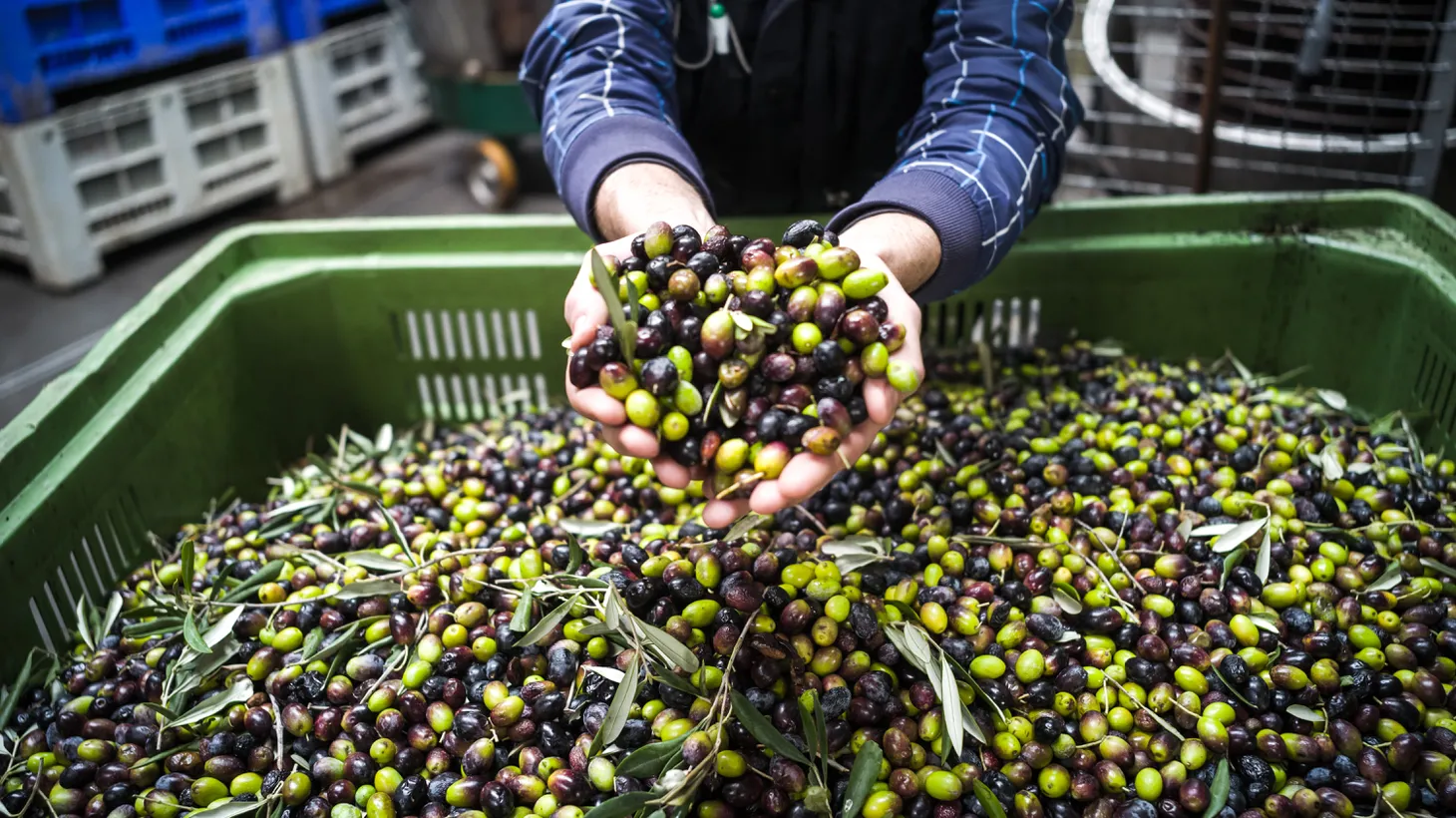 Olives are harvested in the fall to be turned into olive oil at the press. Depending on olive variety, age of tree, and time of year harvested, it takes approximately four to five kilos of olives to make one liter of olive oil.