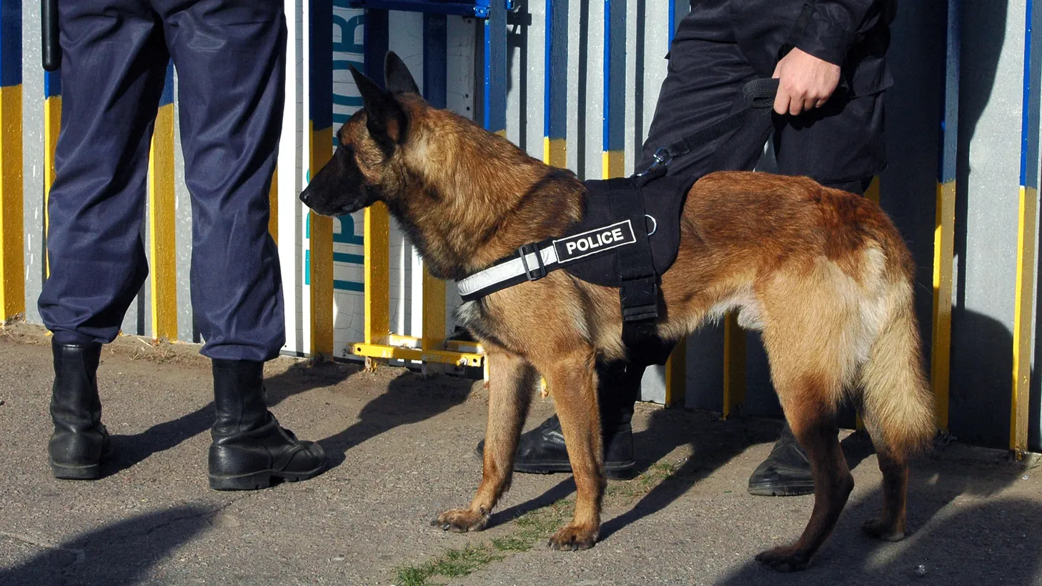 what type of dog are police dogs