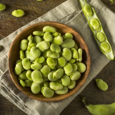 Fava beans are one of the most ancient plants and among the easiest to grow. They’re key in Mediterranean and Middle East food cultures.