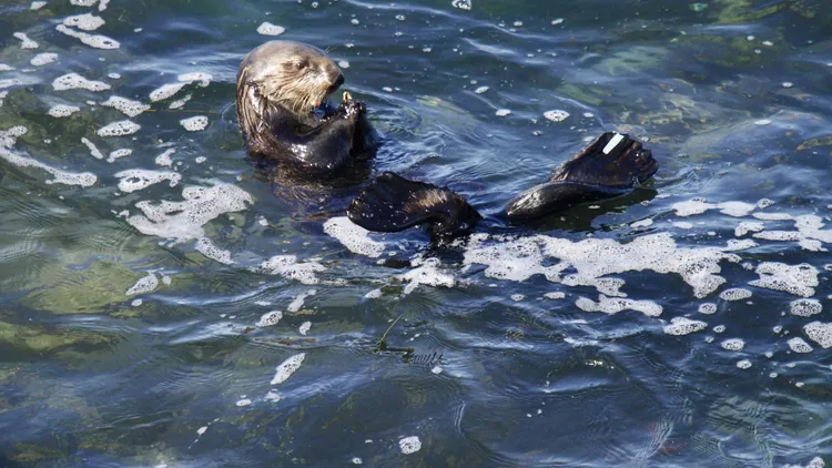 Sea otter 841 went viral last summer for stealing surfboards and evading authorities. Now she’s returned to the Santa Cruz waters where she made her name.