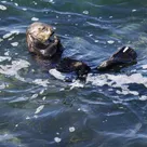 Santa Cruz’s outlaw sea otter is back in action