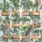‘The Plant Doctor’ gives advice on propagating ferns, begonias, and more