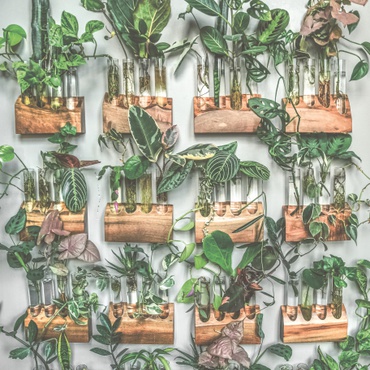 ‘The gift that keeps on giving’: How to propagate your houseplants