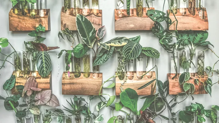 Hilton Carter, a.k.a. The Plant Doctor, is out with “The Propagation Handbook.” He shares his tips on how to propagate plants such as pothos, ficus, succulents, and more.