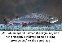 Salmons.jpg