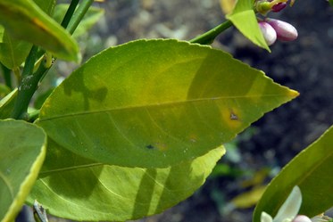 leaf-blotches-2.jpg