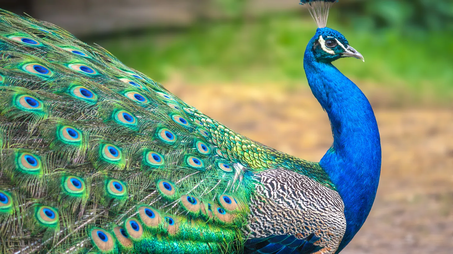 Roaming bands of non-native peafowl make their homes in leafy California suburbs, and that doesn’t fly with some residents.